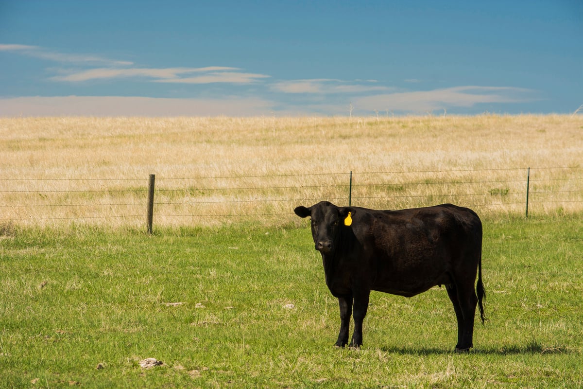 Black Cow on a Pasture